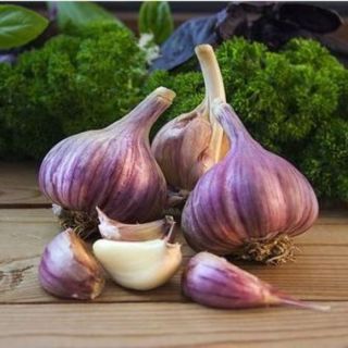 Marbled Purple Stripe Purple Glazer Fall Garlic Thumbnail